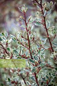 Rhamnus Alaternus A Stock Photo By Jonathan Buckley Image 1362368