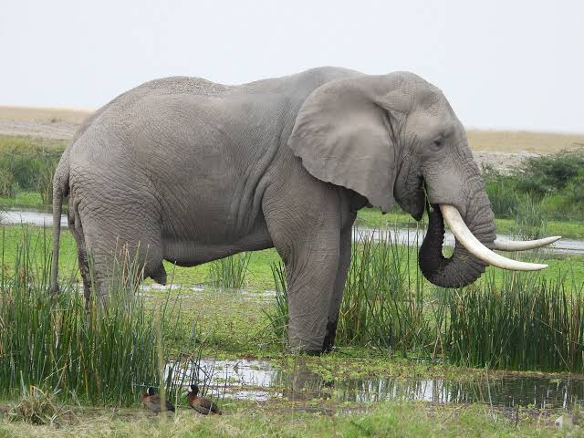 The Big Five in Kenya - Ahambi Tours Wildlife Safaris