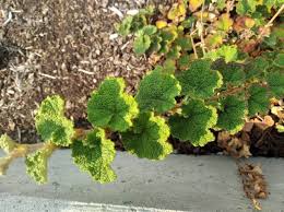 Image result for Obetia tenax