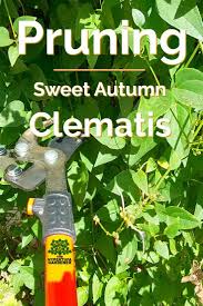 We did not find results for: Pruning Sweet Autumn Clematis When Why The Hypertufa Gardener