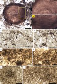 Image result for Dark Brown 1983 Tappan