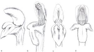 Image result for Achyrospermum laterale