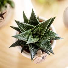 Image result for Haworthia mix