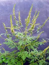 Mine bilder av ragweed vil hjelpe deg med å identifisere en plante som mange mennesker snakker om, selv om de ikke vet hvordan det ser ut. Eindammung Von Ragweed In Zeiten Des Klimawandels Vet Magazin Com