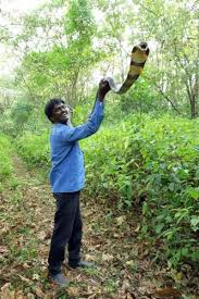 Special Pujas Held For Kerala Snake Catcher Vava Suresh S Recovery After Snakebite Deccan Herald Messages online, the numbers are real sim numbers and not virtual.