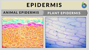 We did not find results for: Epidermis Definition And Examples Biology Online Dictionary