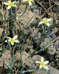 Image result for Lactuca imbricata