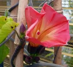 Image result for Stictocardia beraviensis