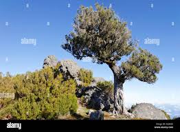 Image result for Erica arborea