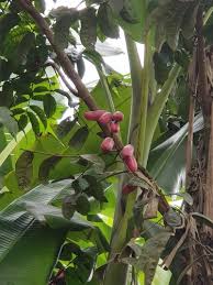 Image result for Pachylobus edulis