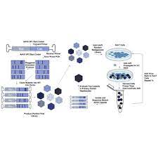 Les patrons français gardent un regard critique sur le mouvement, même si quelques lignes commencent à. Directed Evolution Of Aav Serotype 5 For Increased Hepatocyte Transduction And Retained Low Humoral Seroreactivity Sciencedirect