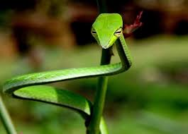 At least 15 million different ones have been identified successfully. 10 Amazing Tropical Rainforest Animals Vine Snake Rainforest Animals Snake