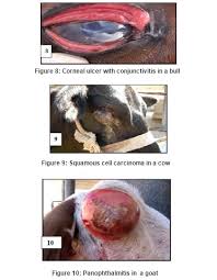 Image result for eyeball enucleation cattle