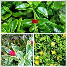Amazon Com Lot Set Of 3 Colors Baby Sun Rose Jewel Heart Leaf Ice Plant Aptenia Cordifolia Garde Succulent With Pink Flowers Potted Plants For Shade Plants