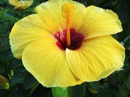 Flowers of vietnam is a blissful exception to detroit's segregated landscape. Plants Flowers Trees Of Vietnam Vietnam Coracle Independent Travel Guides To Vietnam