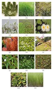 Image result for Eleocharis minuta