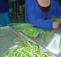 Sorting of green bean pods | Download Scientific Diagram