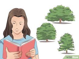 Pohon ek dan oak banyak dijumpai dan tumbuh dengan baik di negara. 4 Cara Untuk Mengidentifikasi Pohon Ek Wikihow