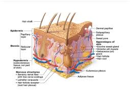 Integumentary System Integumentary System Skin Anatomy Subcutaneous Tissue