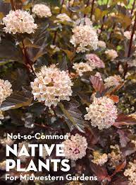 Check spelling or type a new query. Not So Common Native Plants For Midwestern Gardens