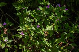 Image result for Impatiens cecilii