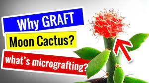 Just like other types of cacti, christmas cactus propagation requires cutting its stem. Moon Cactus Propagation Micro Grafting Moon Cactus To Pereskiopsis How Why Youtube
