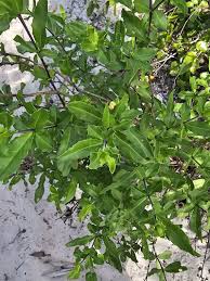 Image result for Blepharis dunensis