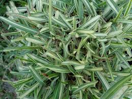 It grows vigorously during this time and becomes brown and dormant in winter. University Of Florida Ifas Charlotte County Extension A New Twist On A Common Plant