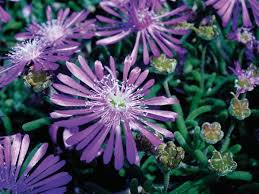 Hardy Ice Plant Delosperma Cooperi Good For Year Round Color Zone 7 To 10 Height 3 To 6 Inches Sun Full B Flowers Perennials Flower Seeds Perennials