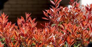 Established in 1981, gelen has realized a great number of successful projects in interior and exterior markets and has been a reliable supplier and a leading construction company. 8 Best Tall Plants For Screening Our Favourite Picks Pyracantha Co Uk