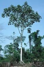 Image result for Musanga