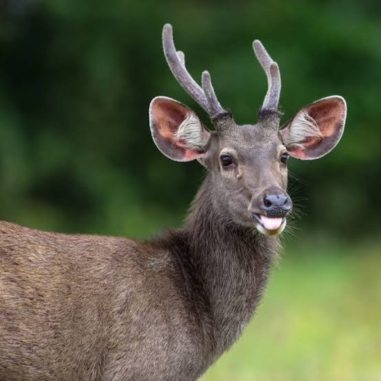 Sambar Deer
