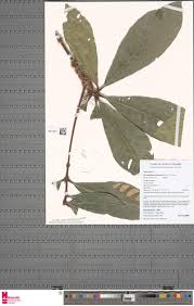 Image result for Synsepalum passargei