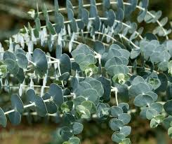 Image result for Eucalyptus