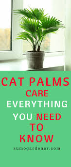 Cat Palms Care Everything You Need To Know Palm Plant Care Growing Food Indoors Hydroponic Gardening