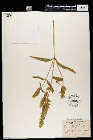 Image result for Justicia anselliana