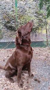 Our labs can be found across the country in forty (40) states from the great southwest to historic new england, from frigid alaska to the sunshine state. Kylers Field And Marsh Kennels Breeder Of Gsp S And Labs Home Facebook