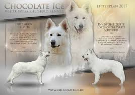 A fehér svájci juhász nagyon intelligens kutya és gyors tanuló. Svajci Feher Juhasz Kiskutyak Elojegyezhetok Tapioszele Allat