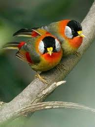 Serebristo Ushastaya Meziya Silver Eared Mesia Leiothrix Argentauris Vogel Als Haustiere Bunte Vogel Tiere