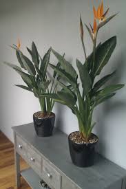 Bird Of Paradise In Pot Pin De B Jacobs Em Strelitzia Plants Decoracao De Jardim Externo Jardins Decorados Jardinagem