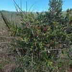 Image result for Mascarenhasia