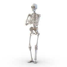 Human Male Skeleton Pose 3d Model Male Skeleton Human Male Human Skeleton Model