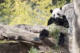 Goodman, paul — branch, thomas h. Watch Cute Animals Frolic On These 10 Live Cams