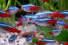 Untuk media budidaya lobster hias sedikit. Perhatikan Dengan Seksama Cara Memelihara Dan Merawat Ikan Neon Tetra Berikut Ini Ikan Hias Air Tawar Laut Dan Aquarium