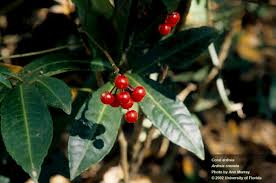 Image result for Ardisia