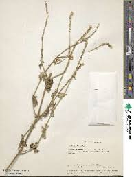 Image result for Poecilostachys oplismenoides