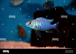 Image result for Triainolepis africana