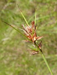 Image result for Scleria induta