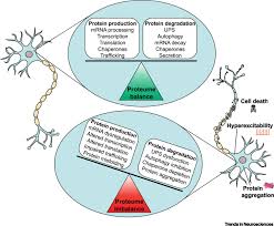 Flies live on dead and infected animals. Proteome Homeostasis Dysfunction A Unifying Principle In Als Pathogenesis Trends In Neurosciences