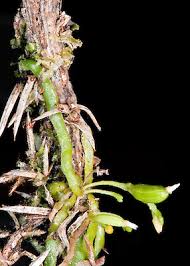 Image result for Taeniophyllum